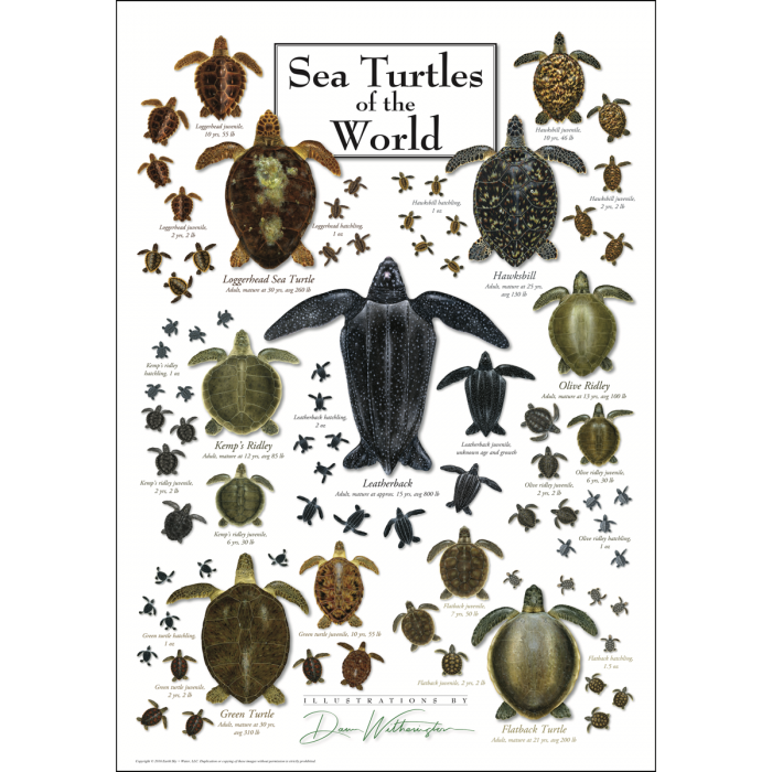 Sea Turtles of the World - Poster