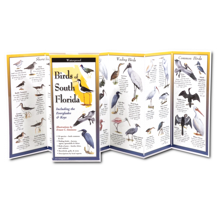 Birds of South Florida - TriFold
