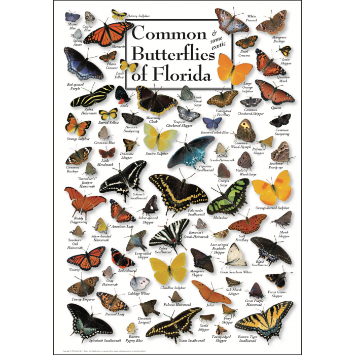 Common Butterflies of Florida - Poster