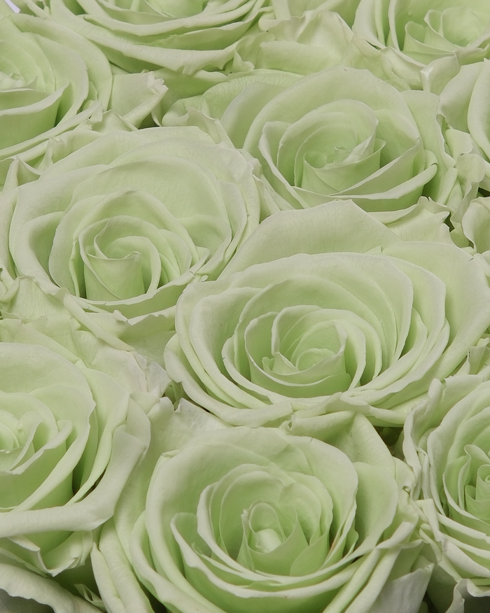 Hat Box - Lime Green