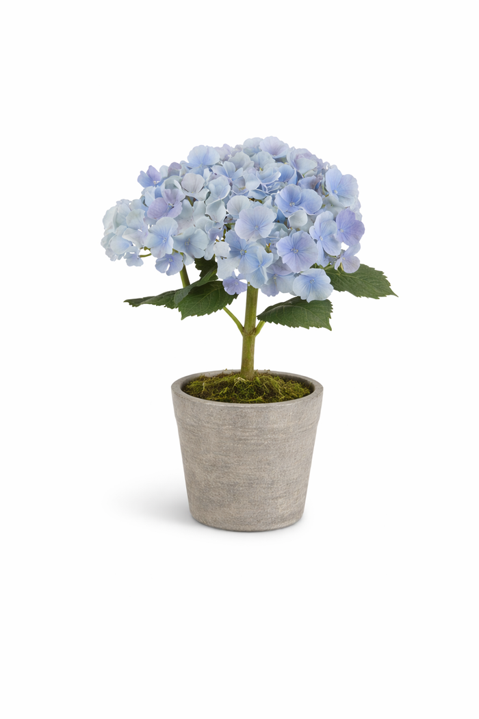 Potted Blue Hydrangea - Madison's Niche