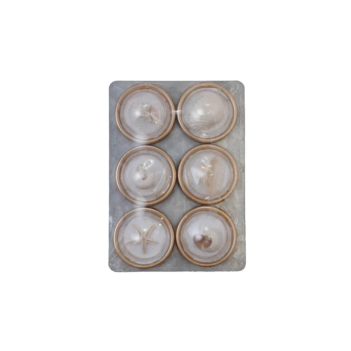 Shell Magnet Set of 6 on Card - Madison's Niche