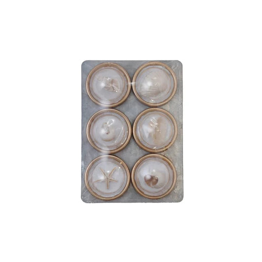 Shell Magnet Set of 6 on Card - Madison's Niche