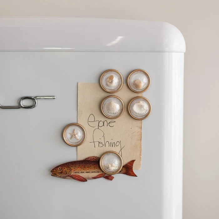 Shell Magnet Set of 6 on Card - Madison's Niche