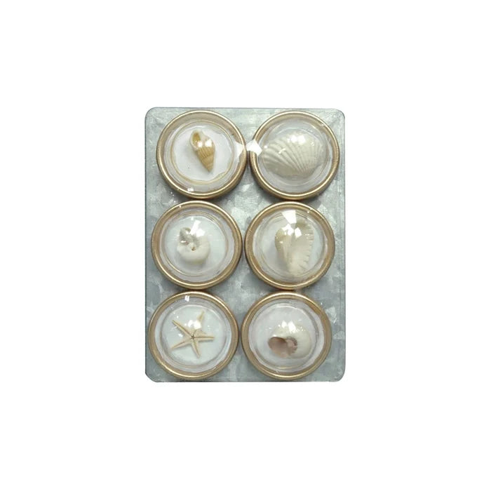 Shell Magnet Set of 6 on Card - Madison's Niche