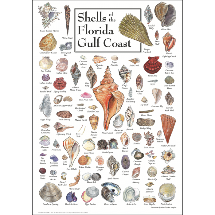 Shells of Florida Gulf Coast - Poster