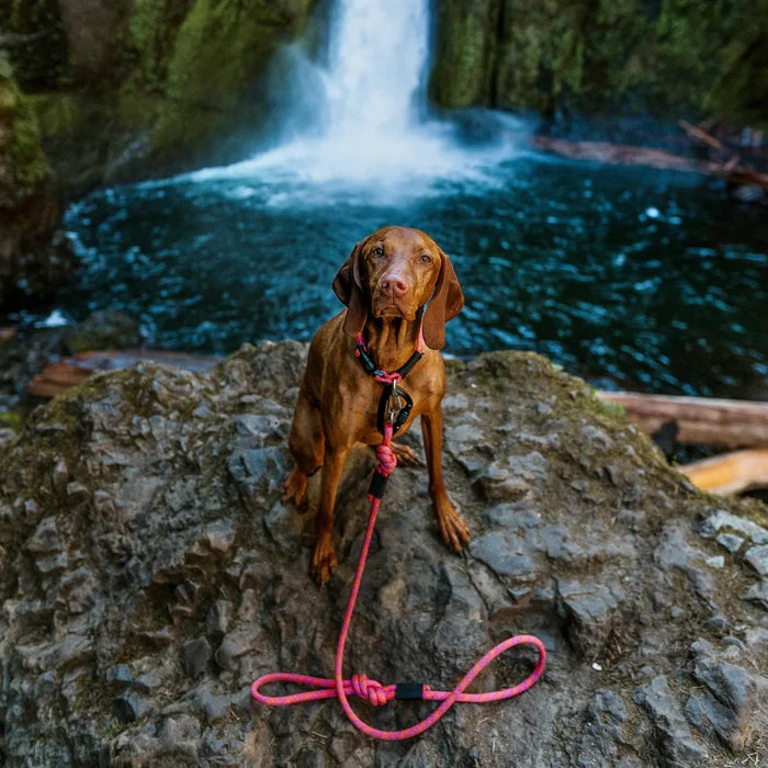 Sierra Rope Leash