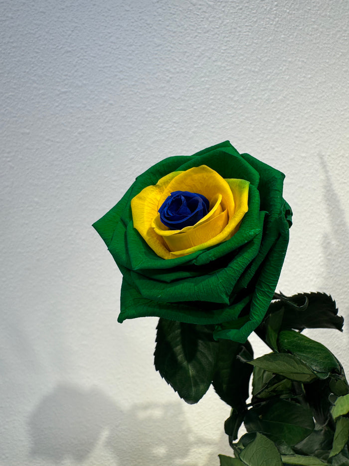 World Cup Roses!