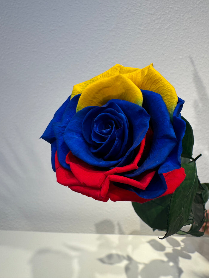 World Cup Roses!