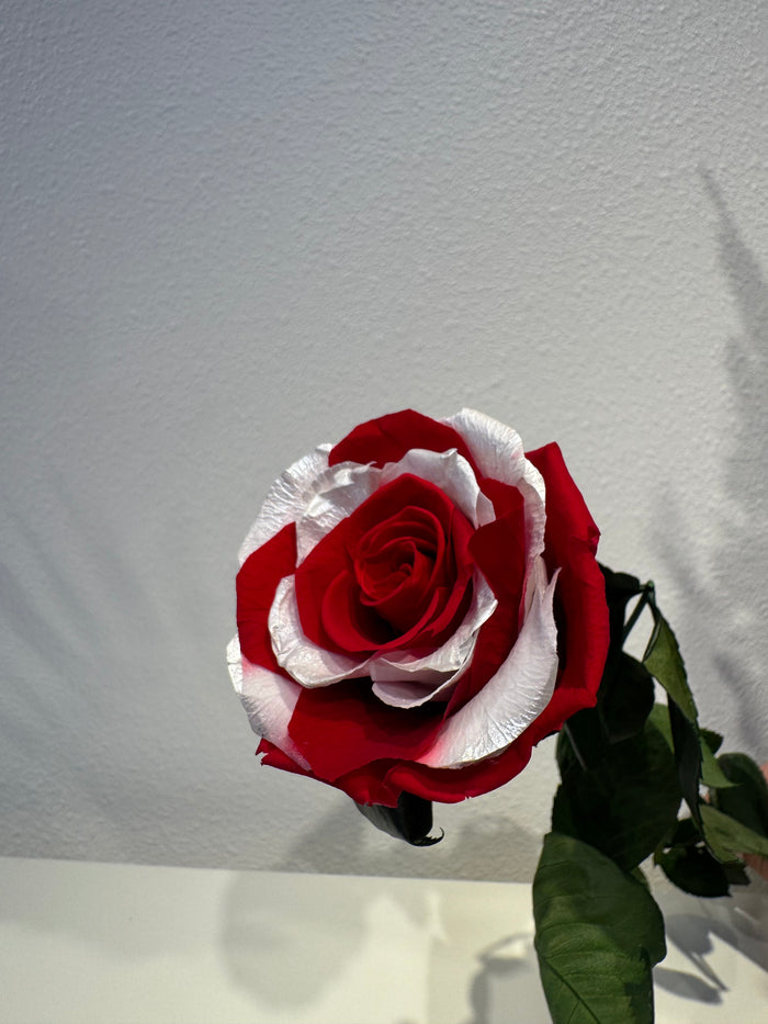 World Cup Roses!