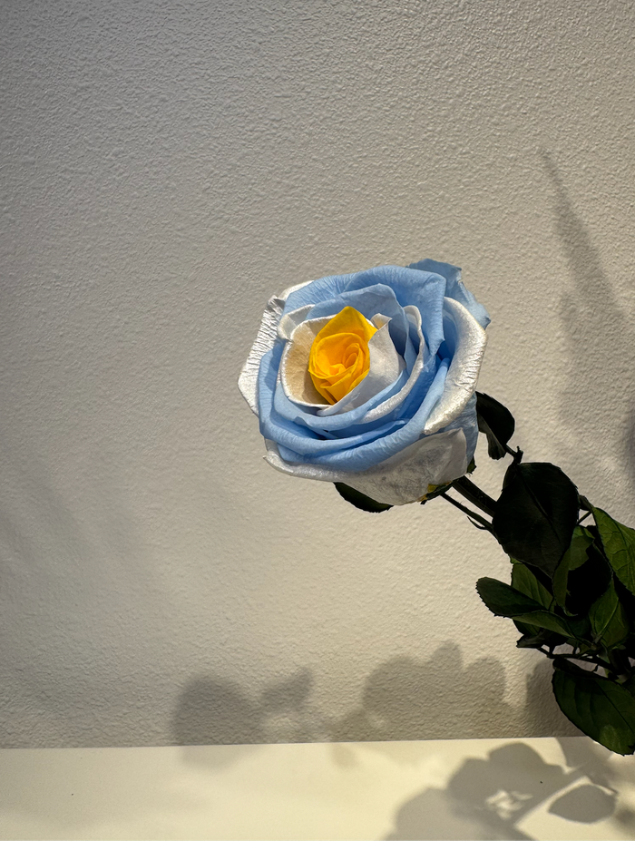 World Cup Roses!