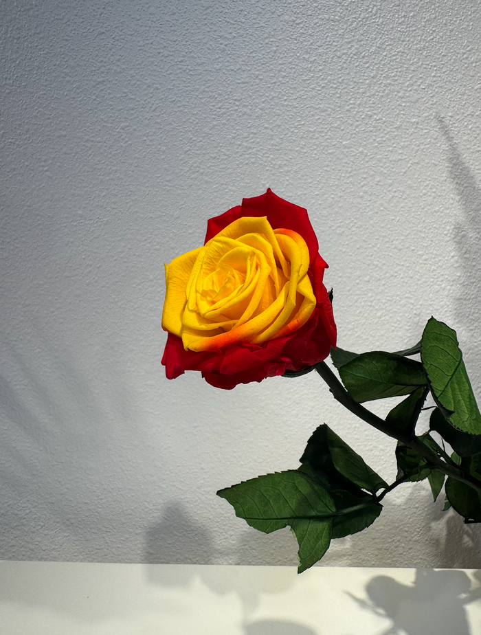World Cup Roses!